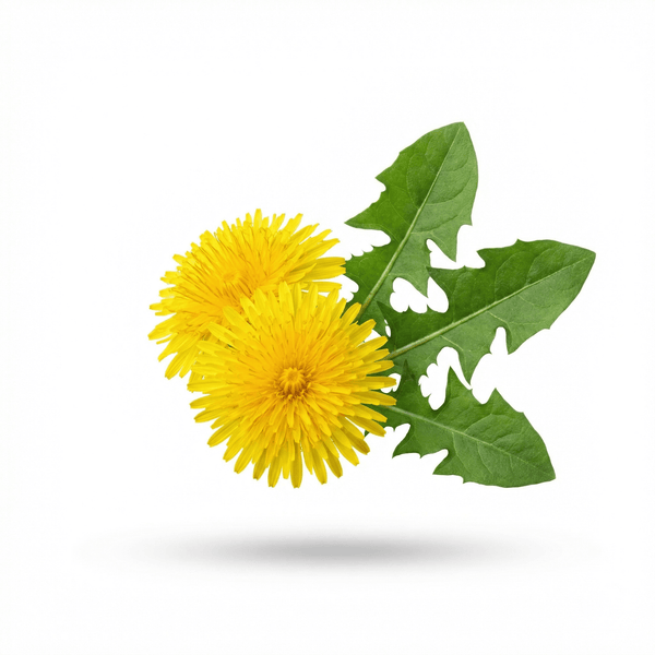 Dandelion Stem Extract