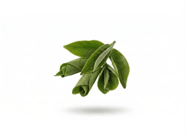 Green Tea Leaf Extract